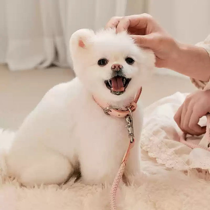 Discover the Perfect Leather Pet Collar Hand Rope Leash